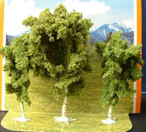 birch trees
