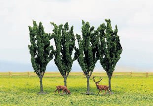 Poplar trees